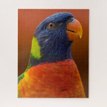 Farbenfroher Parrot Lebender tropischer Vogel