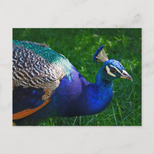 Farbenfroher Pfau aus dem Zoo von Wisconsin Postkarte