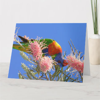 Farbenfroher Regenbogen-Lori-Vogel beim Nektartrin Karte
