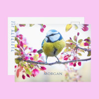 Farbenfroher Singvogel, Frühlingsblüten, Name, Nac