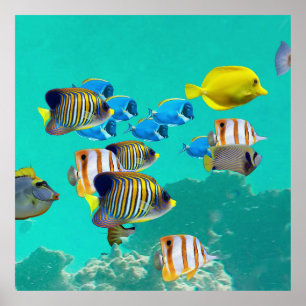 Farbenfroher tropischer Fisch Ein Korallenriff Poster