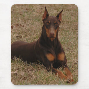 Farbenreicher Rot-und Rost-DobermannPinscher Mousepad
