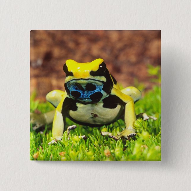 Färberfrosch, Dendrobates tinctorius, Button (Vorderseite)