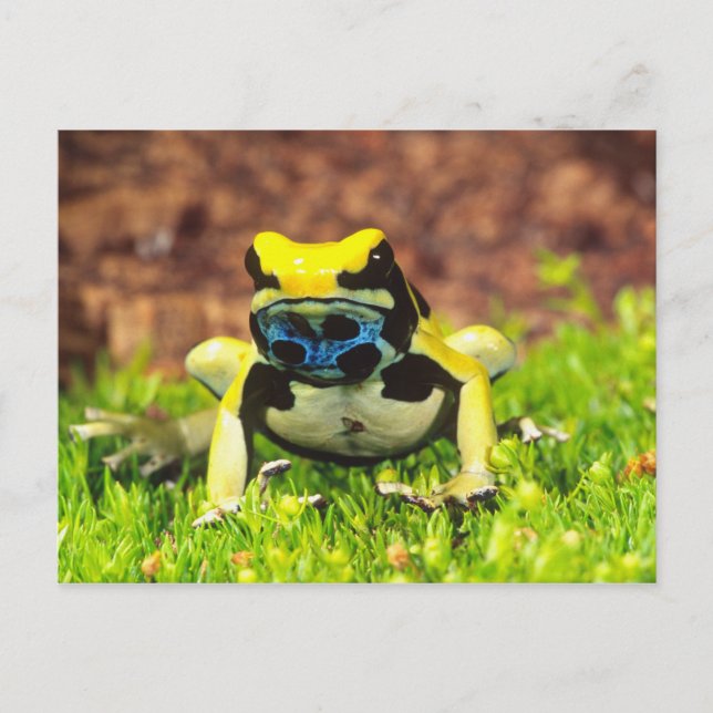 Färberfrosch, Dendrobates tinctorius, Postkarte (Vorderseite)