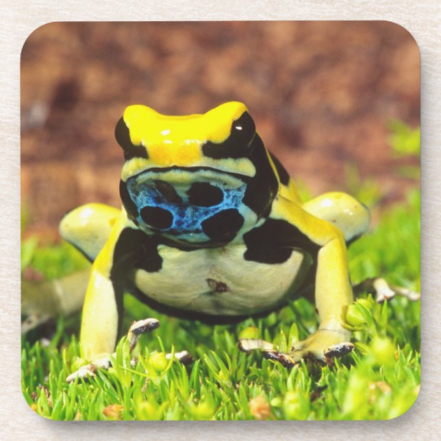 Färberfrosch, Dendrobates tinctorius, Untersetzer (Vorderseite)