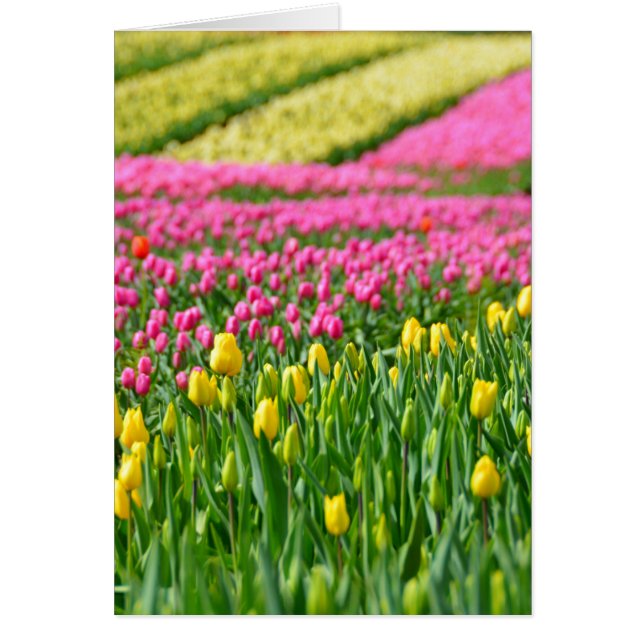 Farbfelder (Vorne)