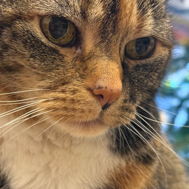 FarbFoto der Katze entspannend Karte (Von Creator hochgeladen)