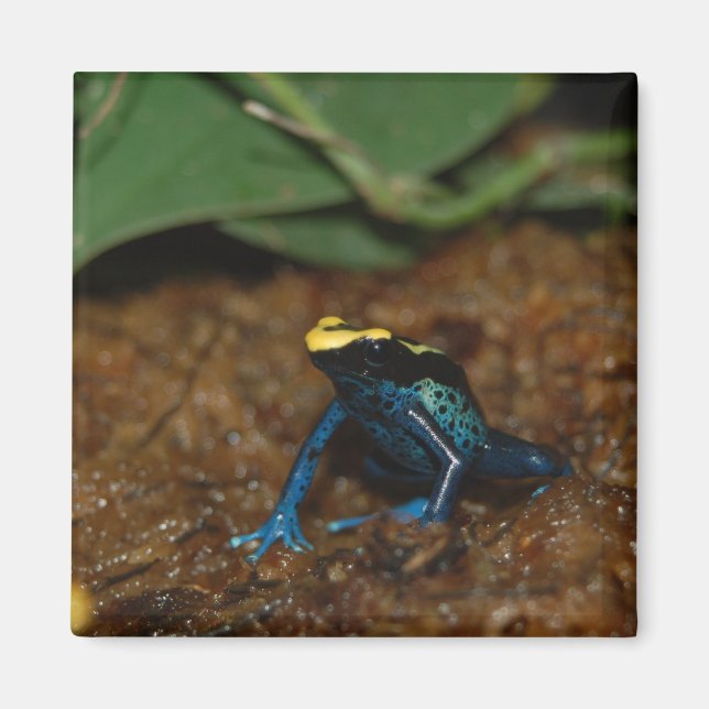 Farbfrosch Magnet (Vorne)