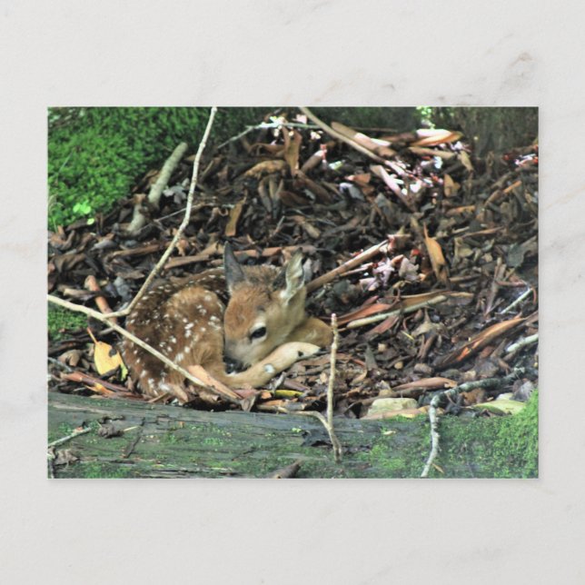 farbig postkarte (Vorderseite)