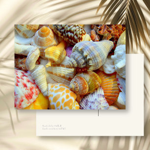 Farbige Abbildung von Muscheln - leere Postkarte