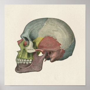 Farbige Anatomie-Kunst des menschlichen Schädels Poster