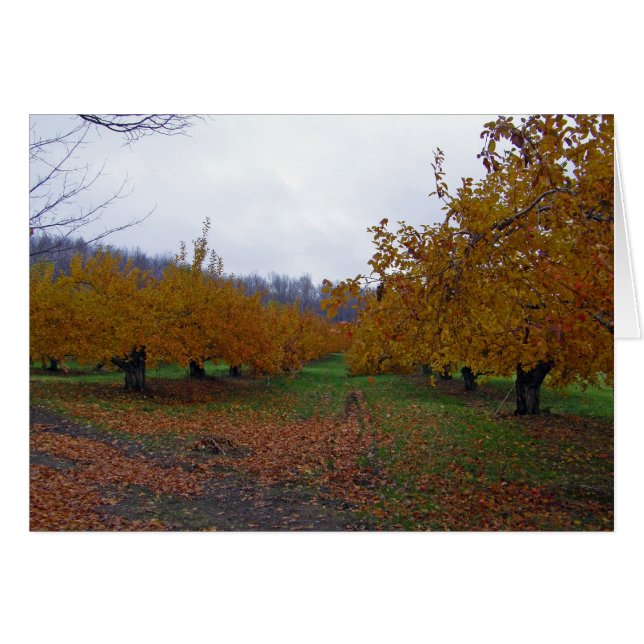 Farbige Äpfel Orchard (Vorderseite (Horizontal))