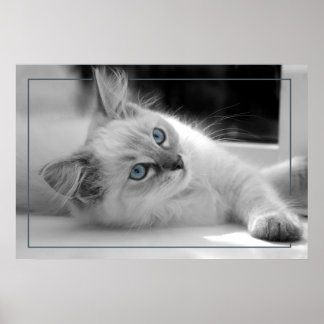 Farbige Augen, Lumpen-Kätzchen-Poster Poster