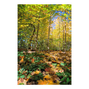 Farbige Aussicht auf den Central Park Foto Print