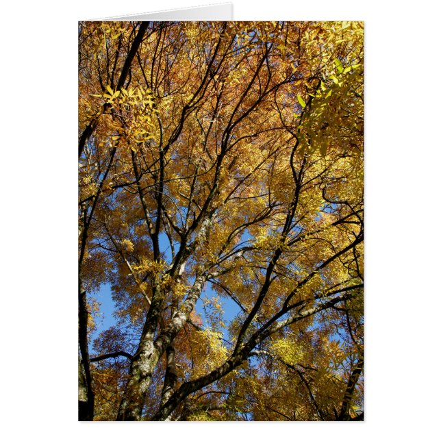 Farbige Bäume im Herbst (Vorne)