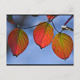 Farbige beleuchtete Herbstblätter Trio Postkarte