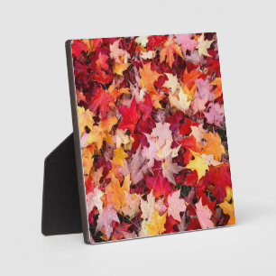 Farbige Blätter des Herbstes Fotoplatte