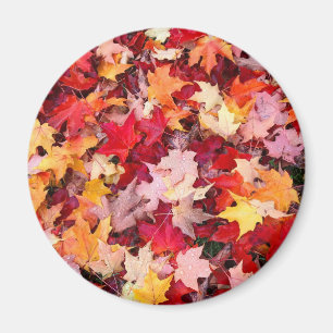 Farbige Blätter des Herbstes Magnet