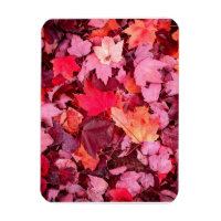 Farbige Blätter des Herbstes
