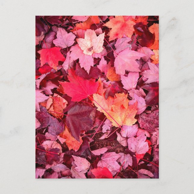 Farbige Blätter des Herbstes Postkarte (Vorderseite)
