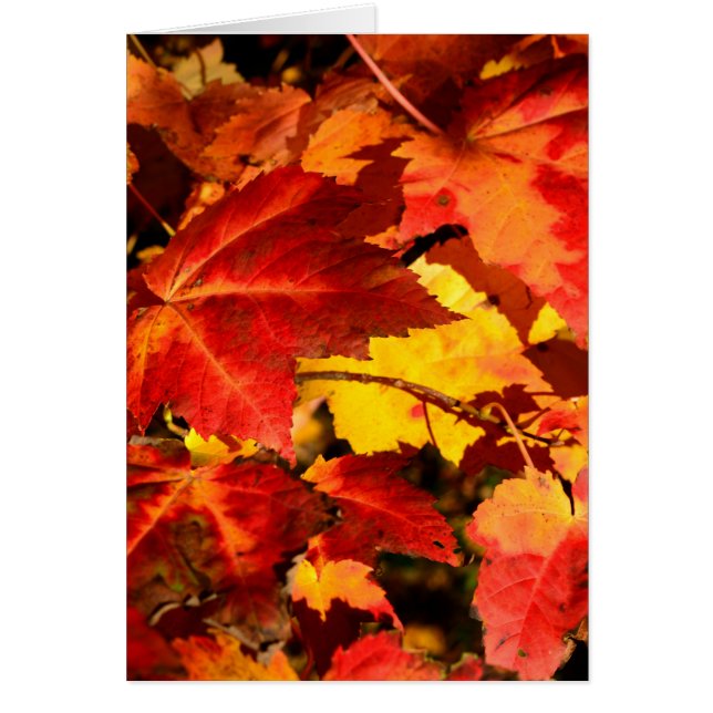 Farbige Blätter im Herbst, goldfarbenes orangefarb (Vorne)