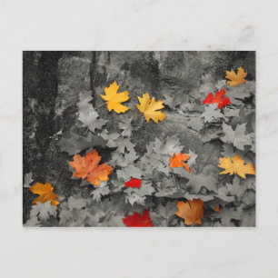 Farbige Blätter in einer Schwarz-Weiß-Weltpostkart Postkarte