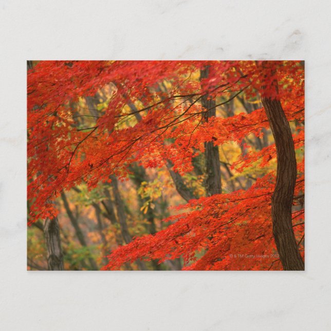 Farbige Blätter Postkarte (Vorderseite)