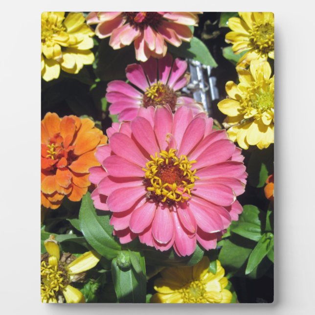 Farbige Blume Fotoplatte (Vorderseite)
