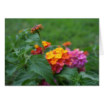 [Farbige Blume] Lantana camara - Grußkarte