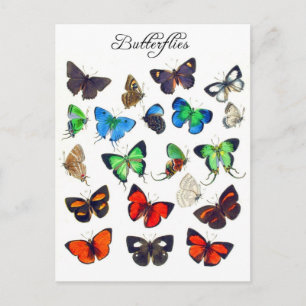 Farbige Butterfly-Sammlung Postkarte
