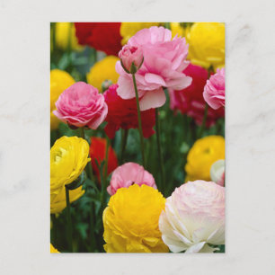 Farbige Carnation-Blume Postkarte