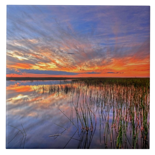 Farbige Everglades, Florida, Fliese (Vorderseite)