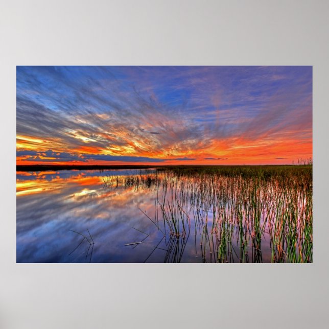 Farbige Everglades, Florida, Poster (Vorne)