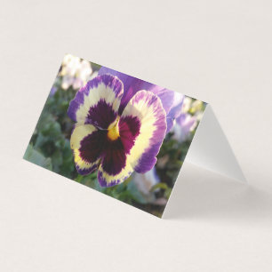 farbige Feder Pansy