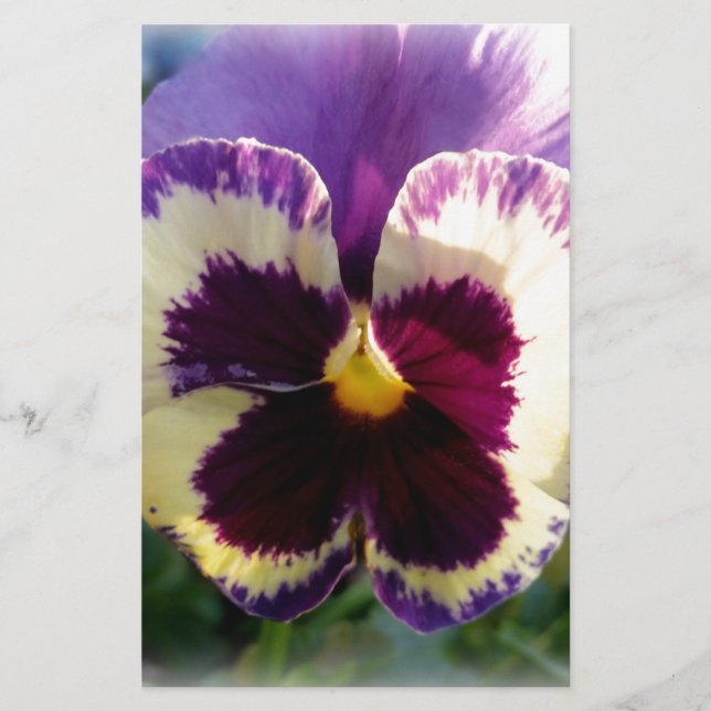 farbige Feder Pansy (Vorderseite)