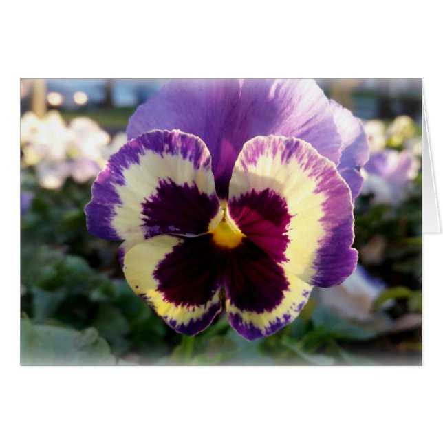 farbige Feder Pansy (Vorderseite (Horizontal))