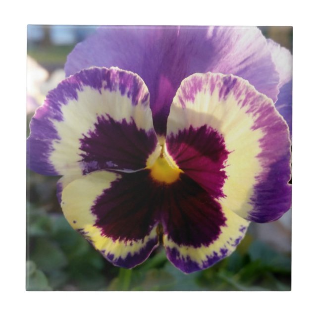 farbige Feder Pansy Fliese (Vorderseite)