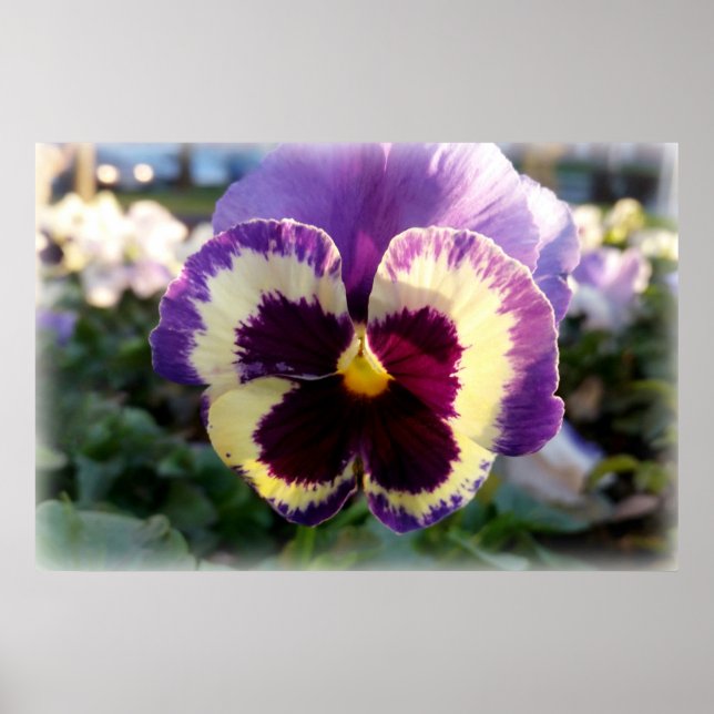 farbige Feder Pansy Poster (Vorne)