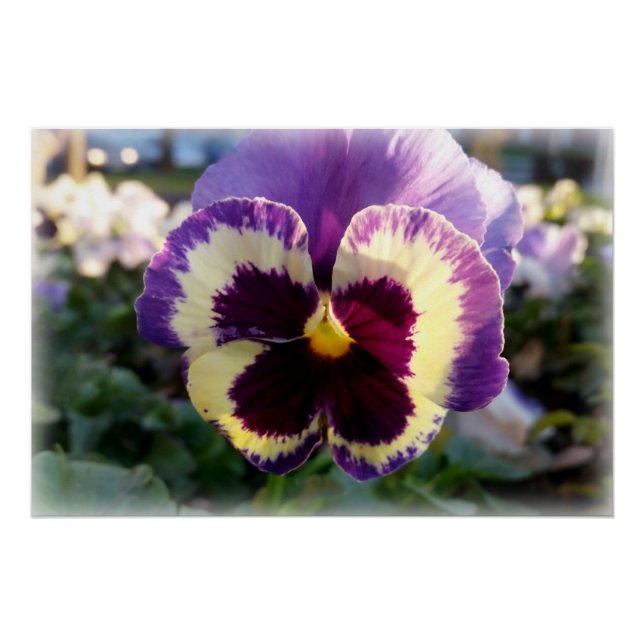 farbige Feder Pansy Poster (Vorderseite)
