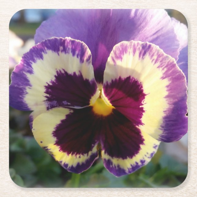 farbige Feder Pansy Rechteckiger Pappuntersetzer (Vorderseite)