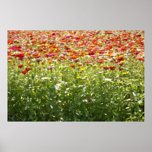 Farbige Frühlingsblumen Poster (Vorne)
