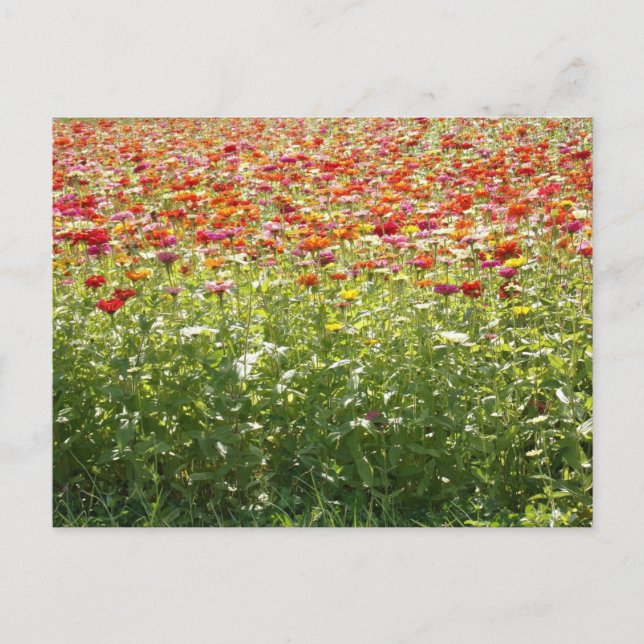 Farbige Frühlingsblumen Postkarte (Vorderseite)