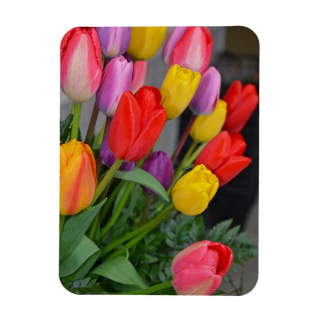 Farbige Frühlingtulips Magnet (Vertikal)