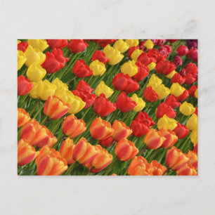 Farbige Frühlingtulips nach Karte