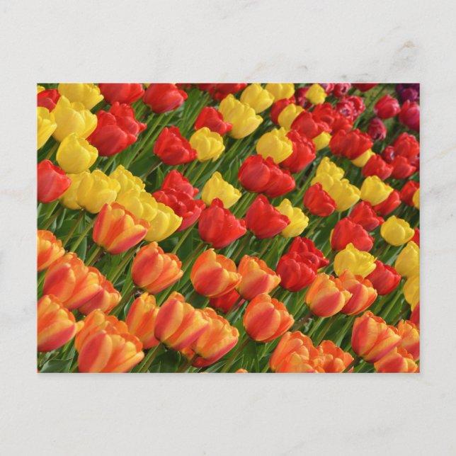 Farbige Frühlingtulips nach Karte (Vorderseite)