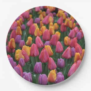 Farbige Frühlingtulips Pappteller