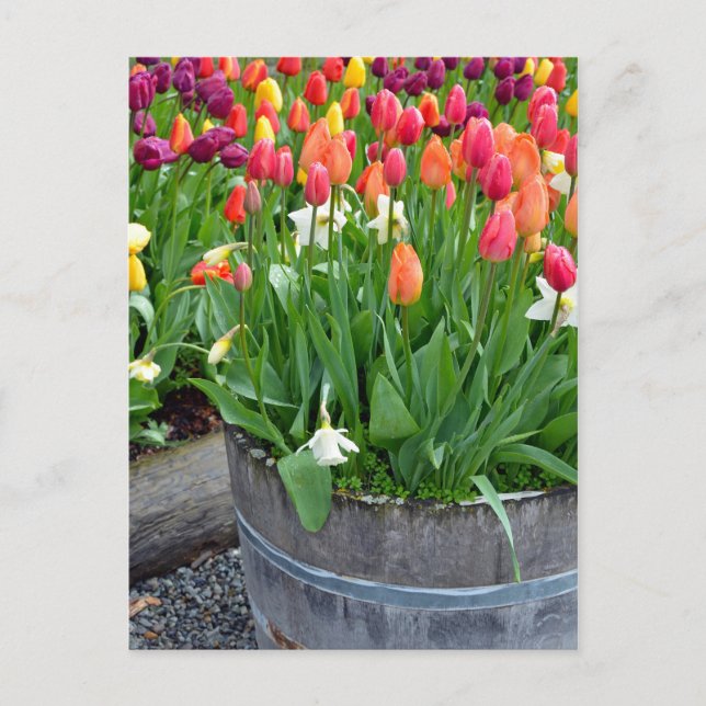 Farbige Frühlingtulips Planter Postkarte drucken (Vorderseite)