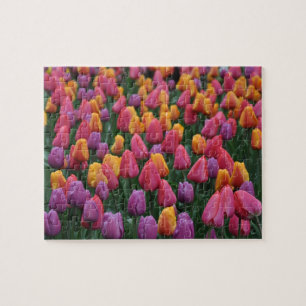 Farbige Frühlingtulips Puzzle