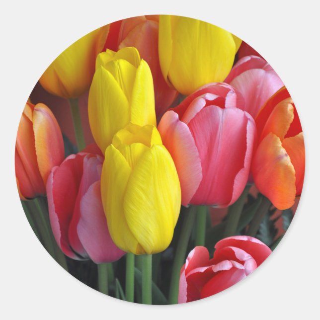 Farbige Frühlingtulips Runder Aufkleber (Vorderseite)