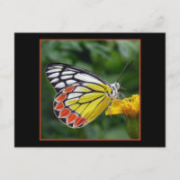 Farbige Gelbe Schmetterling Postkarte